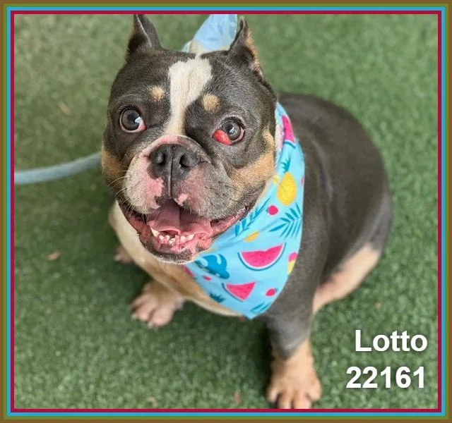 Lotto thumbnail 5
