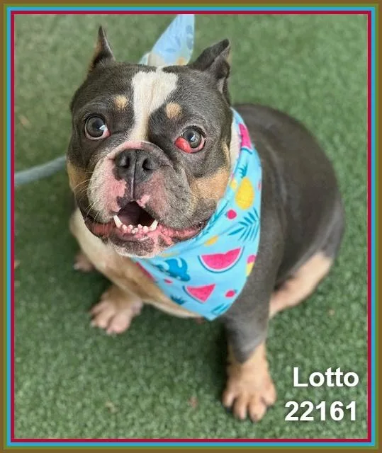 Lotto thumbnail 6