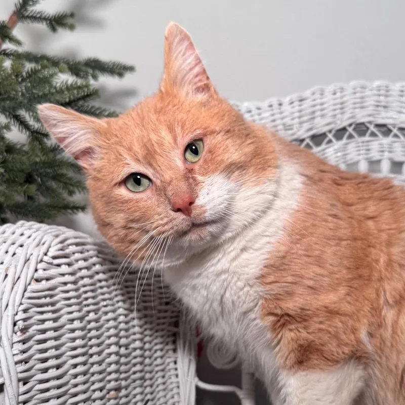 An adult small-sized male Buff / Tan / Fawn Domestic Short Hair cat named Mr Pete for adoption in Eaton Rapids, MI