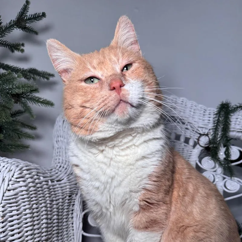 Mr Pete thumbnail 2