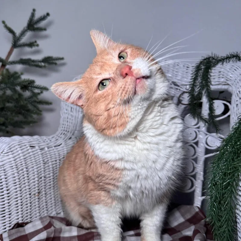 Mr Pete thumbnail 3