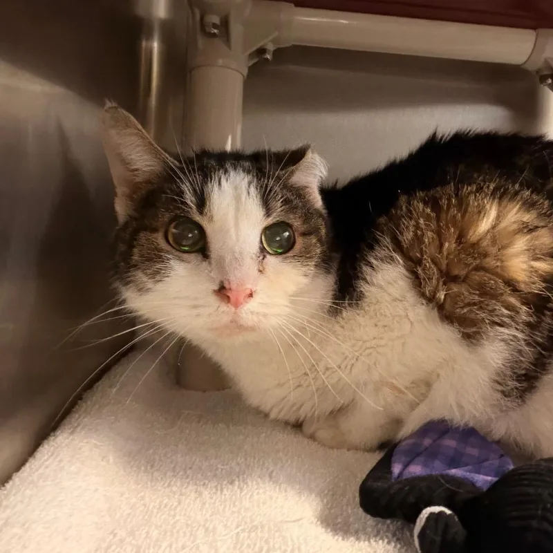 A senior medium-sized female Brown / Chocolate Domestic Short Hair cat named Old Spice for adoption in Indianapolis, IN