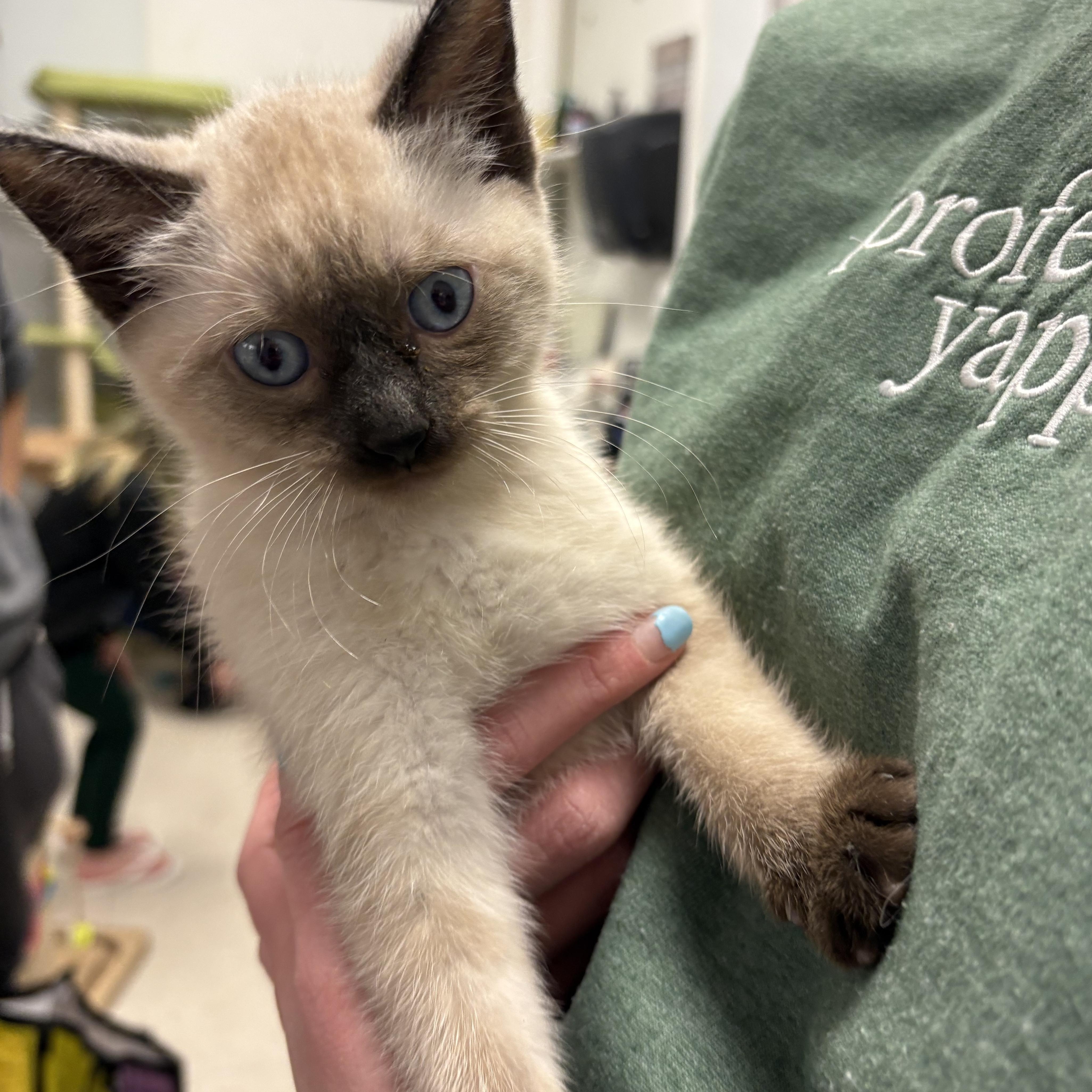 A baby small-sized male Siamese cat named Danger for adoption in North Arlington, NJ