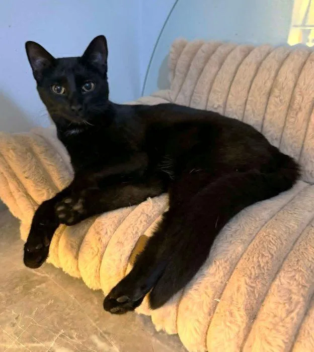 A young medium-sized female Black Domestic Short Hair cat named Arwen for adoption in Anchorage, AK