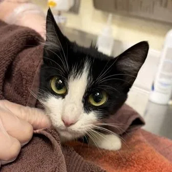 An adult medium-sized female Black Domestic Short Hair cat named Eggos for adoption in Asheville, NC