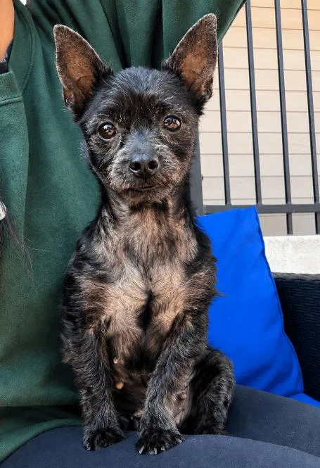 An adult small-sized female Black Yorkshire Terrier dog named Nessa for adoption in Mead, CO