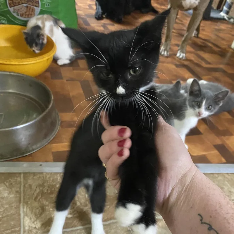 A baby small-sized female Black Domestic Short Hair cat named Turbo for adoption in Bismarck, ND