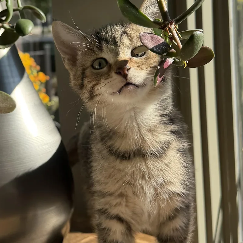 A baby small-sized male Tabby (Gray / Blue / Silver) Domestic Short Hair cat named Carson for adoption in Bentonville, AR