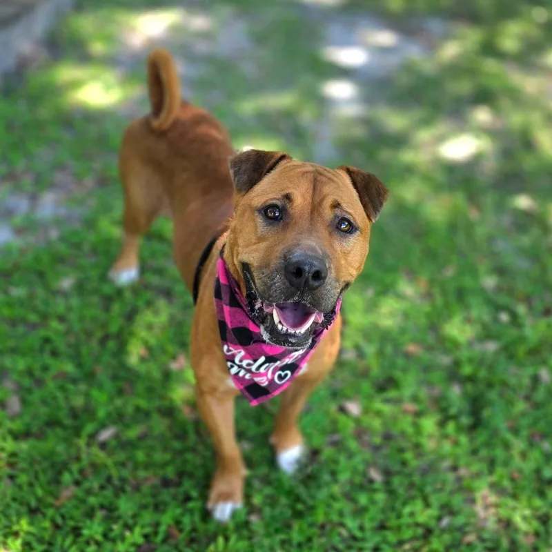 An adult medium-sized female Yellow / Tan / Blond / Fawn Mixed Breed dog named Zeza for adoption in Port Charlotte, FL
