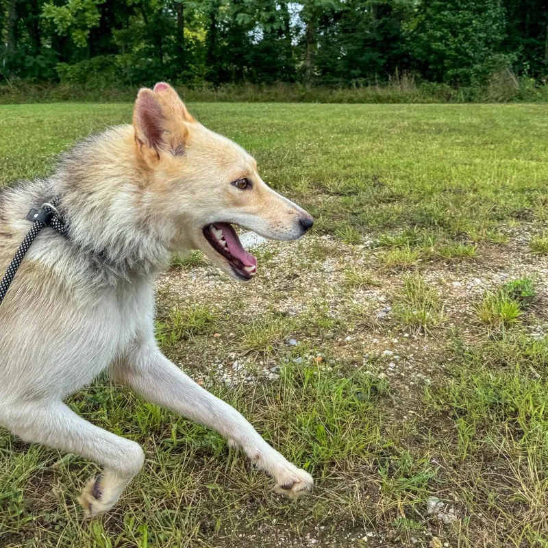 A young medium-sized female Sable Mixed Breed dog named Claire for adoption in Bentonville, AR