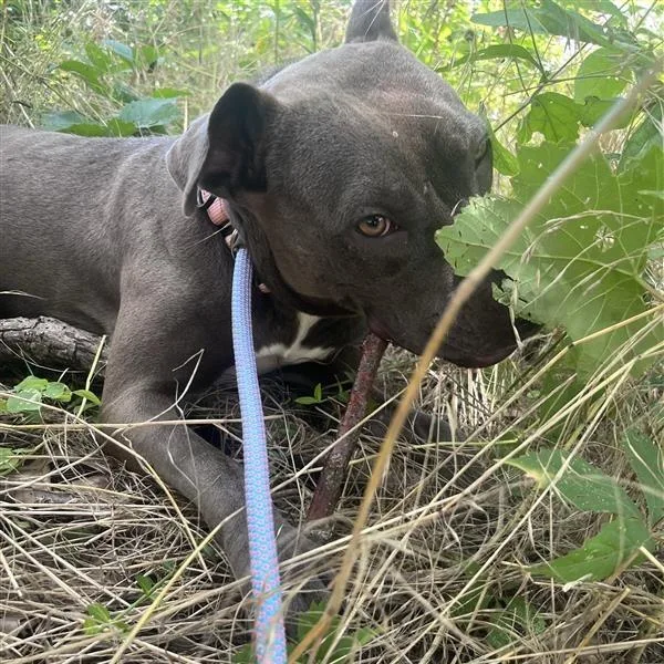An adult medium-sized female Gray / Blue / Silver Mixed Breed dog named Blueberry for adoption in Bentonville, AR