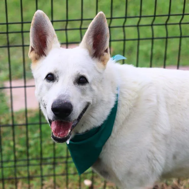 An adult large-sized male German Shepherd Dog dog named Ghost for adoption in San Antonio, TX