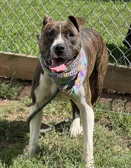 A young medium-sized female Pit Bull Terrier dog named Runa $ for adoption in Seneca, SC