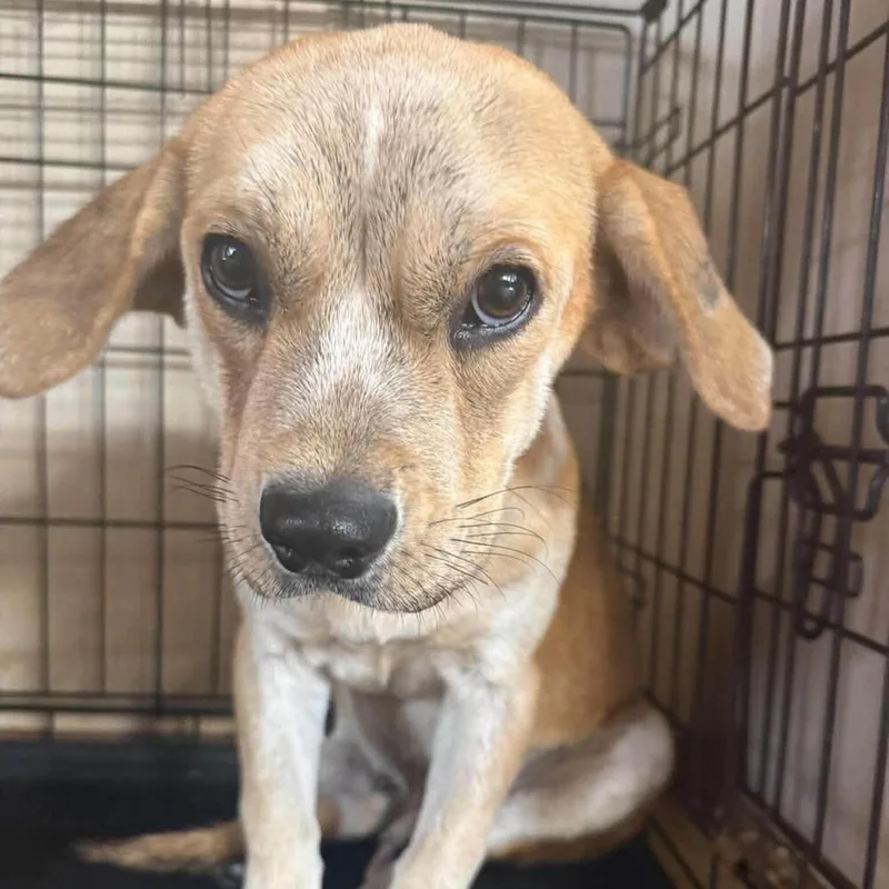 An adult medium-sized male Beagle dog named Forest for adoption in Long Island City, NY