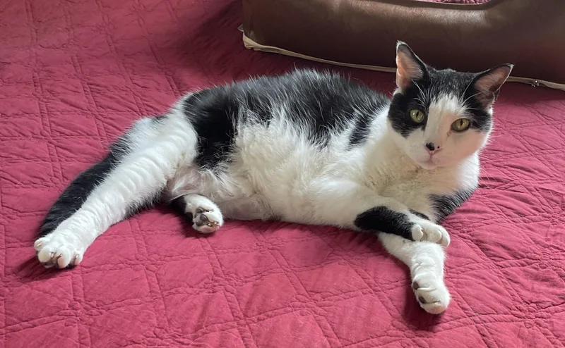A senior large-sized male Black & White / Tuxedo Domestic Short Hair cat named Trooper for adoption in Nashville, TN