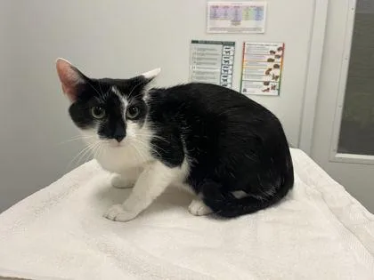 An adult large-sized male Black Domestic Short Hair cat named Oreo for adoption in Kansas City, MO