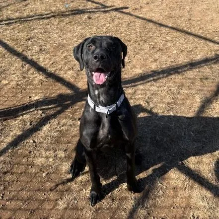 An adult large-sized male Black Labrador Retriever dog named Aires for adoption in Harrisonburg, VA