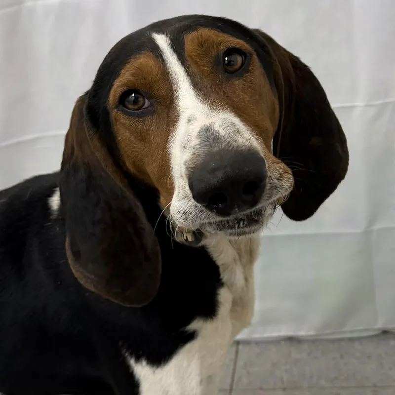 An adult medium-sized male Tricolor (Brown, Black, & White) Treeing Walker Coonhound dog named Bronco for adoption in Martinsville, IN