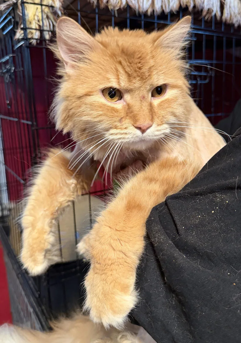An adult large-sized male Orange & White Domestic Long Hair cat named Simba Declaw for adoption in Broomall, PA