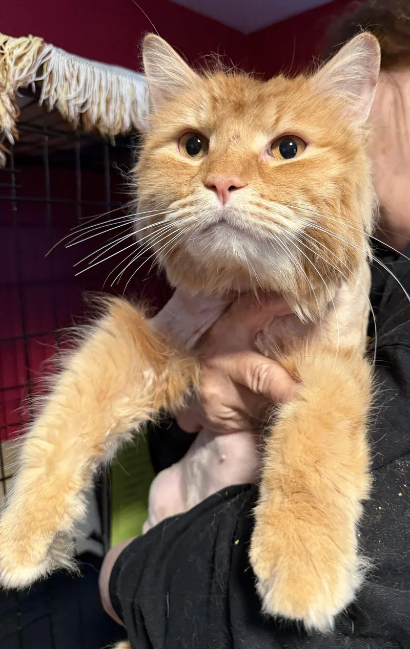 Simba  Declaw thumbnail 2