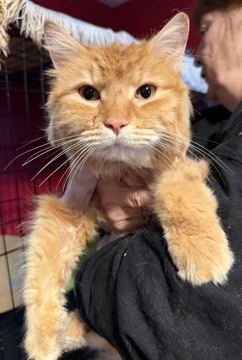 Simba  Declaw thumbnail 3