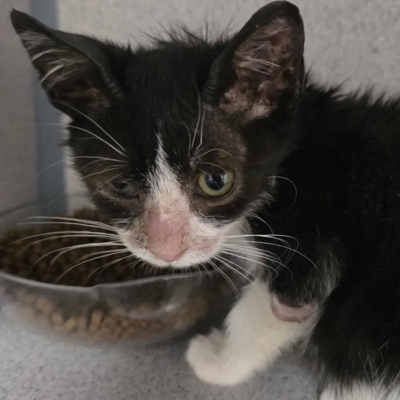 A baby small-sized male Smoke Domestic Short Hair cat named Wilt for adoption in Santa Barbara, CA