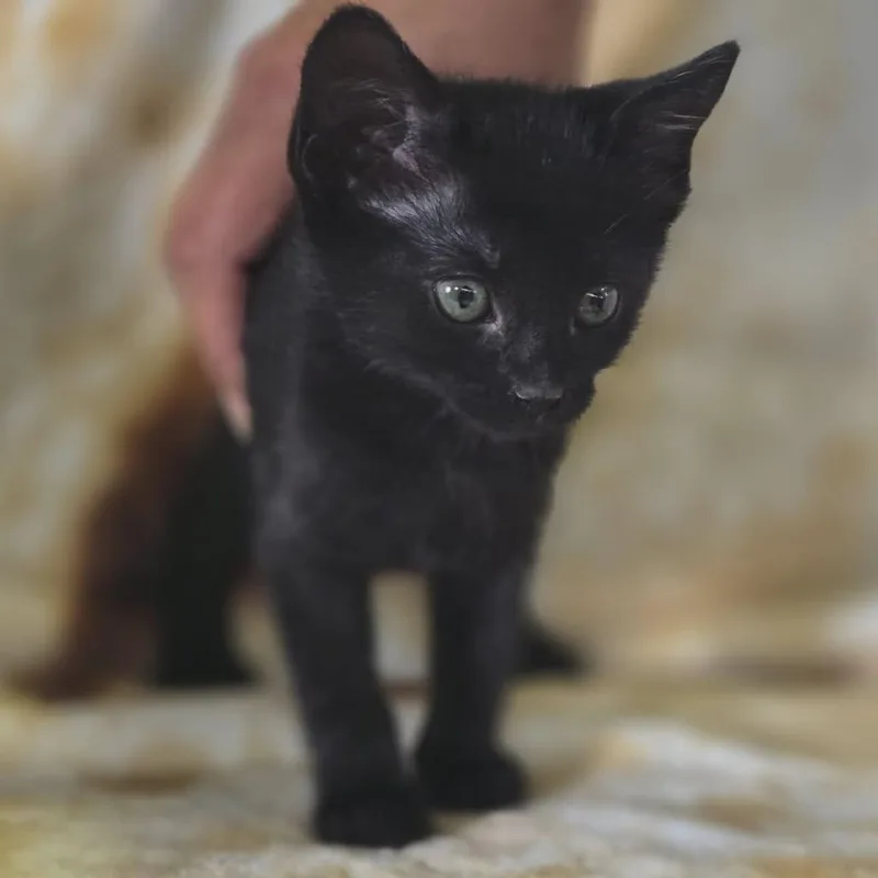 A baby small-sized female Black Domestic Short Hair cat named Vesper for adoption in Gordonsville, TN