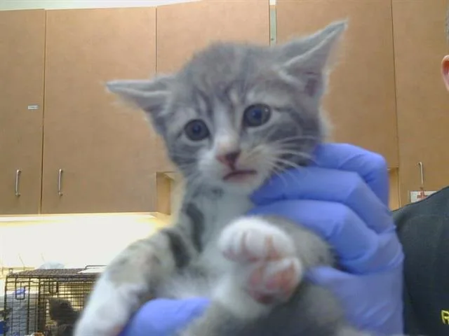 A baby small-sized male Domestic Short Hair cat named Oberon for adoption in Sacramento, CA