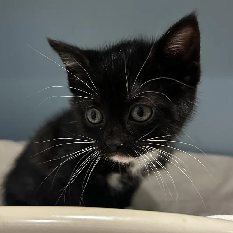 A baby small-sized female Black Domestic Short Hair cat named Flutter Shy for adoption in Chattanooga, TN