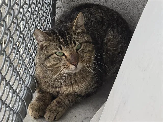 An adult medium-sized male Domestic Short Hair cat named Titus for adoption in Auburn, CA