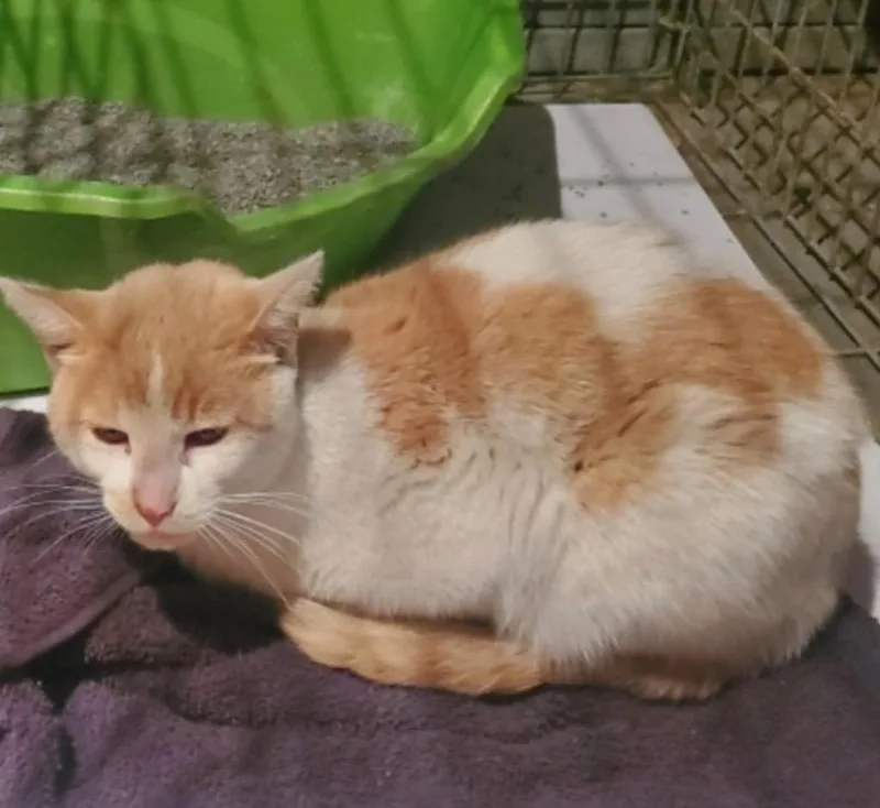 Sunny Boy thumbnail 2