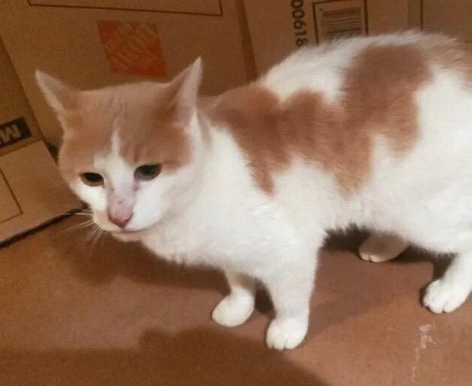 Sunny Boy thumbnail 3