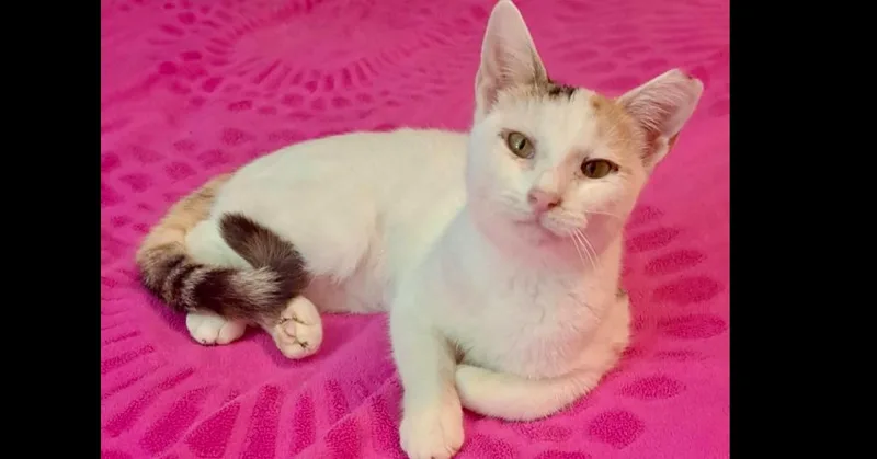 A baby small-sized female Domestic Short Hair cat named Charli for adoption in Groveland, MA