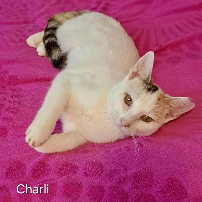 Charli thumbnail 2