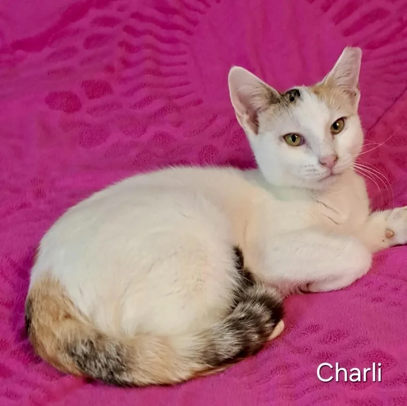 Charli thumbnail 3