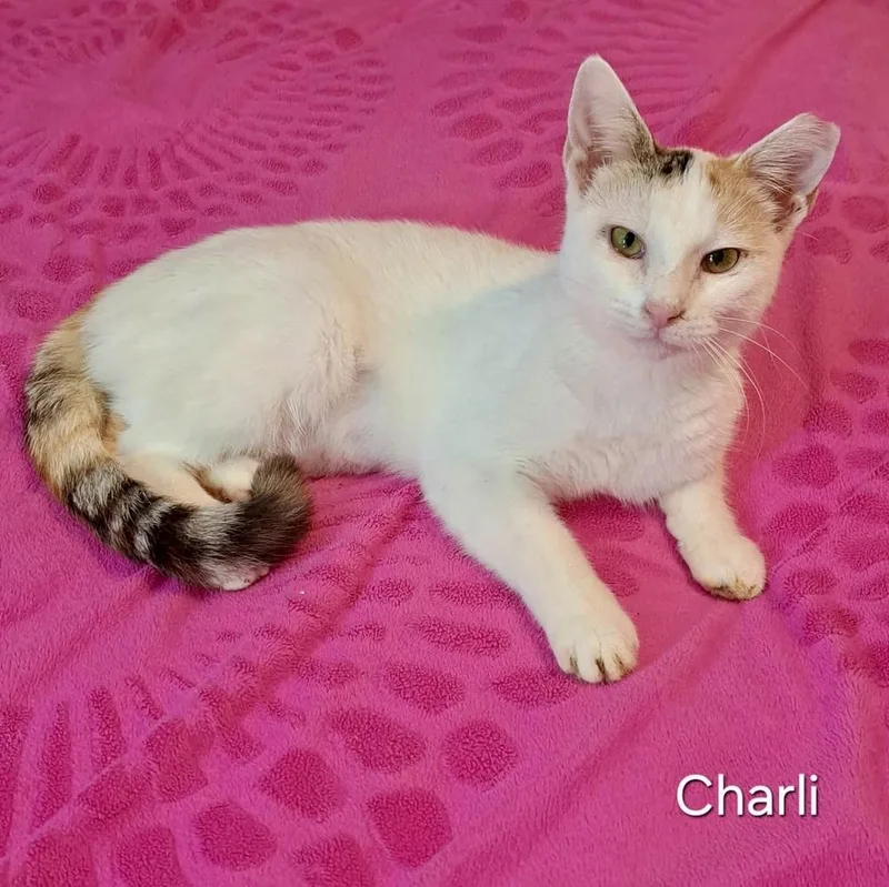 Charli thumbnail 4
