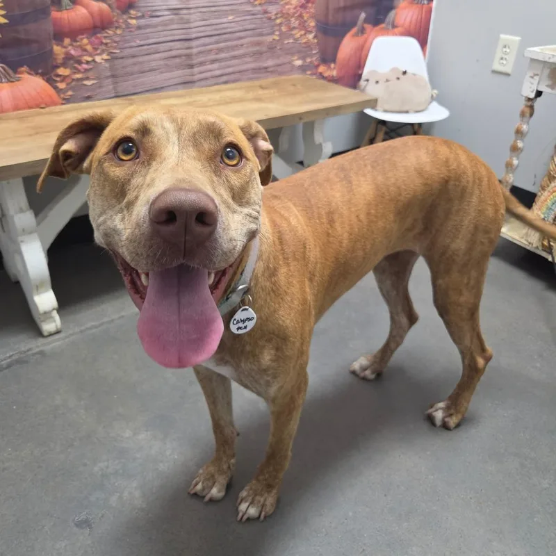 An adult medium-sized female Bull Terrier dog named Calypso for adoption in Normal, IL
