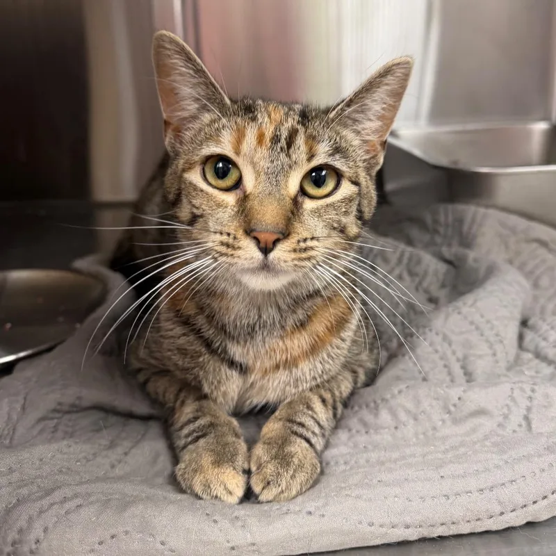 An adult medium-sized female Torbie Domestic Short Hair cat named Thalia for adoption in East Smithfield , PA