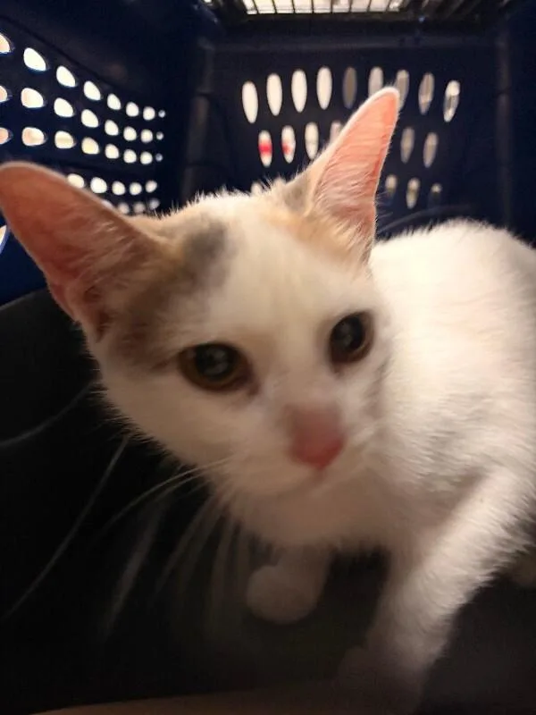An adult medium-sized female Calico Domestic Short Hair cat named Marbles for adoption in Cincinnati, OH
