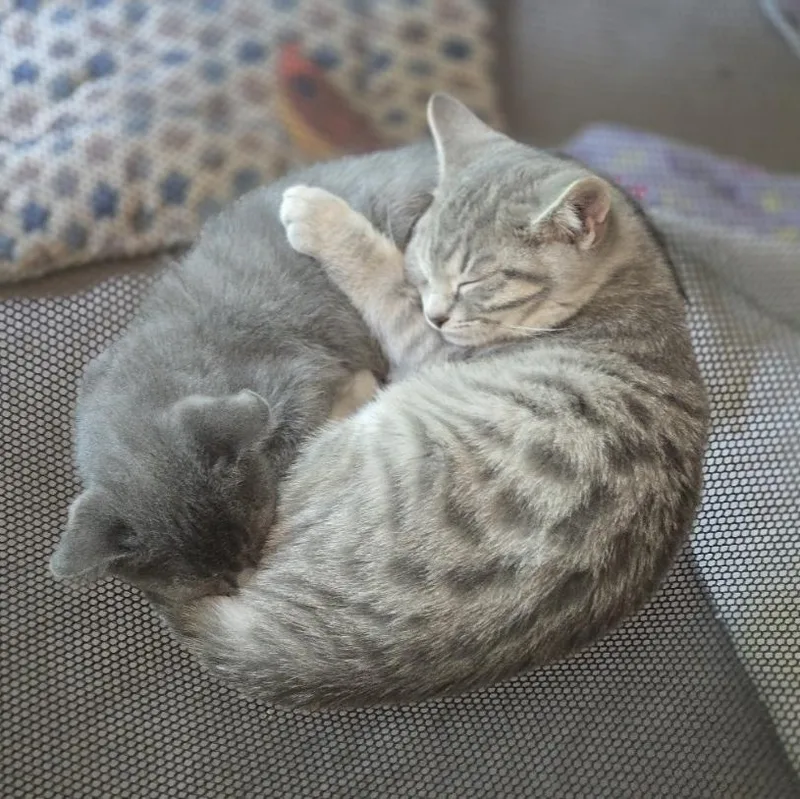 A baby medium-sized female Gray / Blue / Silver British Shorthair cat named Juniper for adoption in Marion, NC