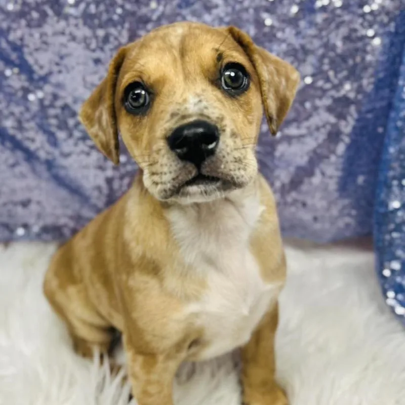 A baby small-sized male Yellow / Tan / Blond / Fawn Mixed Breed dog named Jack for adoption in Alexandria, VA