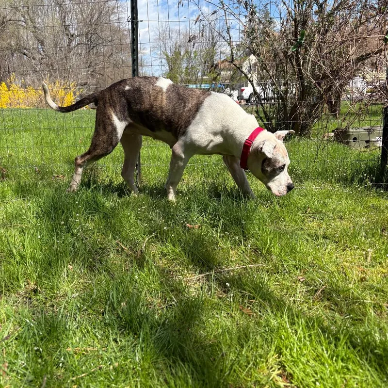 Princess thumbnail 3