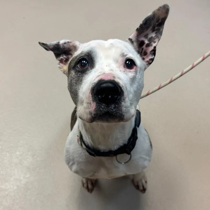 Princess thumbnail 4