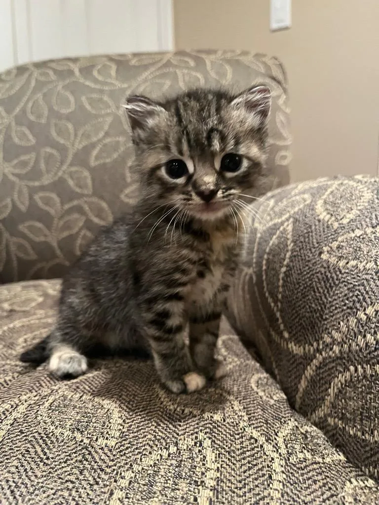 A baby medium-sized female Domestic Short Hair cat named Gizmo for adoption in Pomona, NY