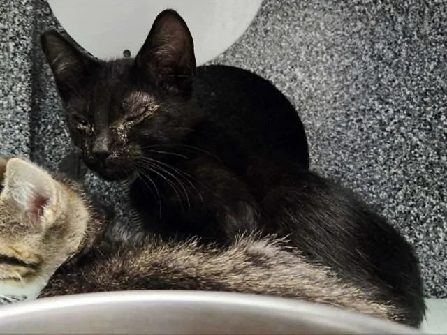 A baby small-sized male Domestic Short Hair cat named Fred for adoption in Martinez, CA