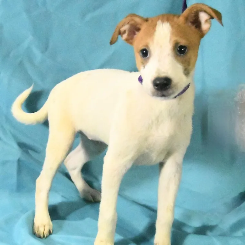A baby medium-sized female White / Cream Mountain Cur dog named Harmony for adoption in South Elgin, IL