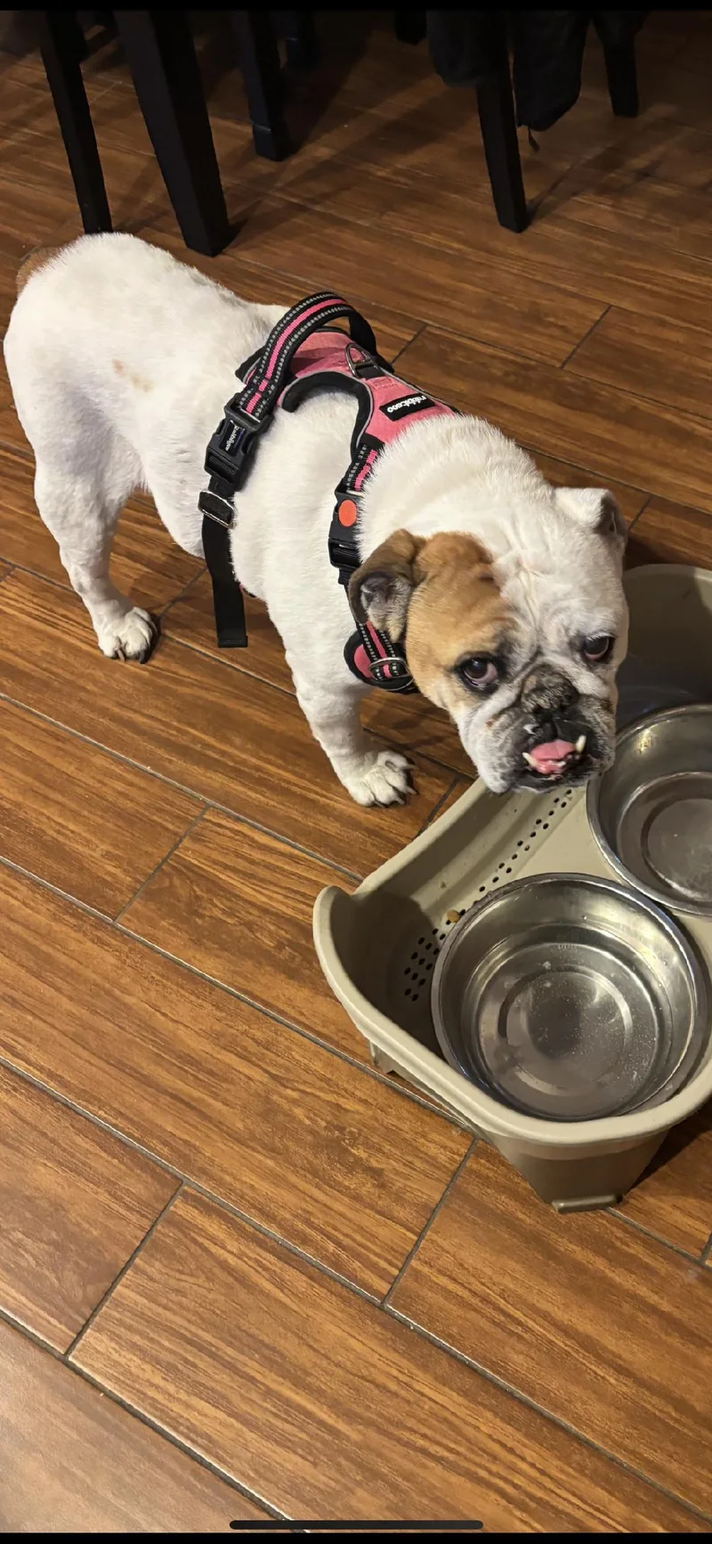 A senior medium-sized female English Bulldog dog named Fergie for adoption in Belmar, NJ