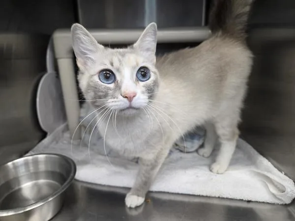 An adult small-sized female Siamese cat named Bulma for adoption in Millersville, MD