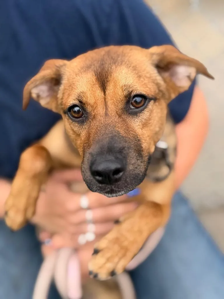 A baby small-sized female Mixed Breed dog named Rusty for adoption in Peru, NY