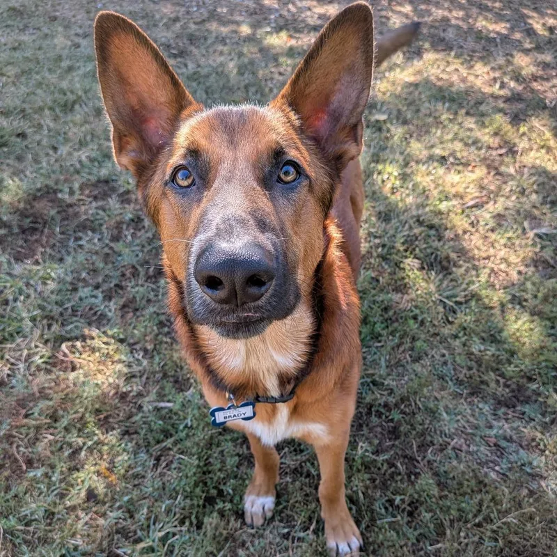 An adult medium-sized male Red / Chestnut / Orange Shepherd dog named Brady for adoption in Wake Forest, NC